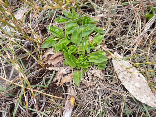 Image of Caltha introloba by (c) Nina Kerr, some rights reserved (CC BY)