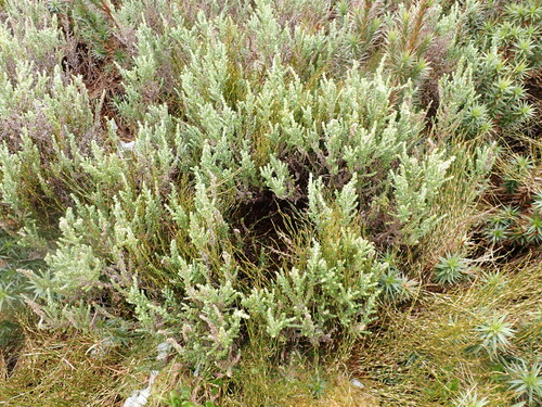 Image of Olearia algida by (c) Nina Kerr, some rights reserved (CC BY)