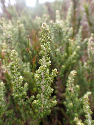 Image of Olearia algida by (c) Nina Kerr, some rights reserved (CC BY)