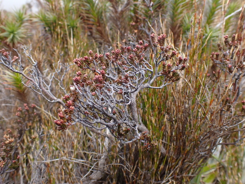 Epacris petrophila, photograph 3