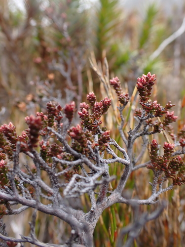 Epacris petrophila, photograph 4