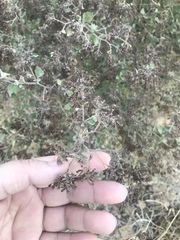 Salpianthus arenarius