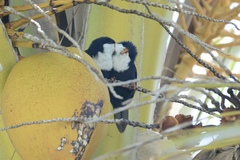Vini peruviana