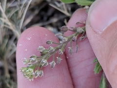 Lepidium lasiocarpum wrightii