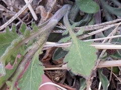 Lepidium lasiocarpum wrightii