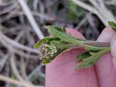 Lepidium lasiocarpum wrightii