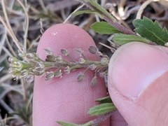 Lepidium lasiocarpum wrightii