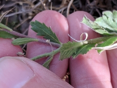 Lepidium lasiocarpum wrightii
