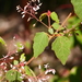 Lasiopetalum floribundum - Photo (c) Keith Morris, some rights reserved (CC BY-NC), uploaded by Keith Morris