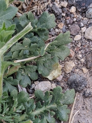 Lepidium lasiocarpum wrightii