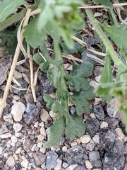 Lepidium lasiocarpum wrightii