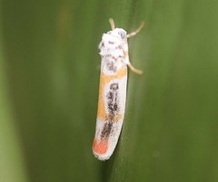 Cyana gelida