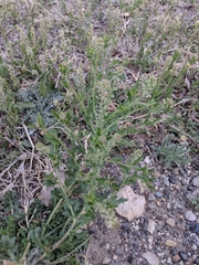 Lepidium lasiocarpum wrightii