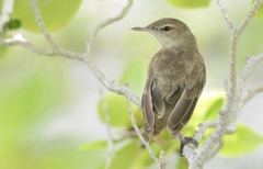 Acrocephalus atyphus