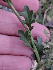 Lepidium lasiocarpum wrightii