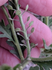 Lepidium lasiocarpum wrightii