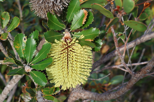 Image of Banksia lemanniana by (c) Greg Tasney, some rights reserved (CC BY-SA)