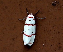 Cyana perornata