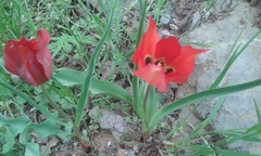 Tulipa agenensis