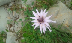 Pseudopodospermum papposum