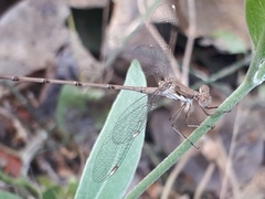 Lestes sigma