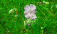 Geranium tuberosum