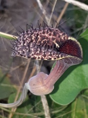 Aristolochia taliscana