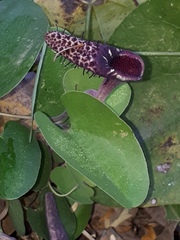 Aristolochia taliscana