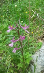 Orchis anatolica