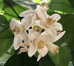 Citrus paridisi