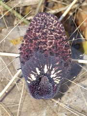 Aristolochia taliscana