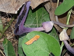Aristolochia taliscana