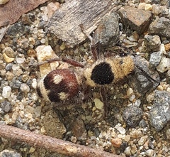 Dasymutilla sicheliana