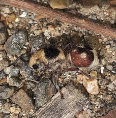 Dasymutilla sicheliana