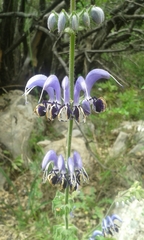 Salvia indica