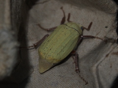 Cyphochilus apicalis