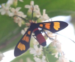 Euchromia elegantissima