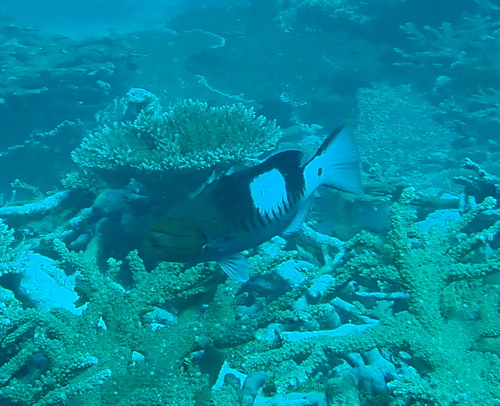 タテスジハタ