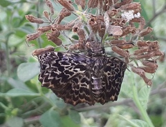 Cycloglypha thrasibulus thrasibulus