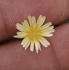 Launaea intybacea
