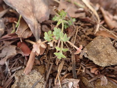 Nemophila parviflora