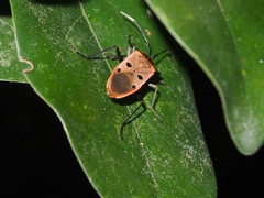 Physopelta quadriguttata