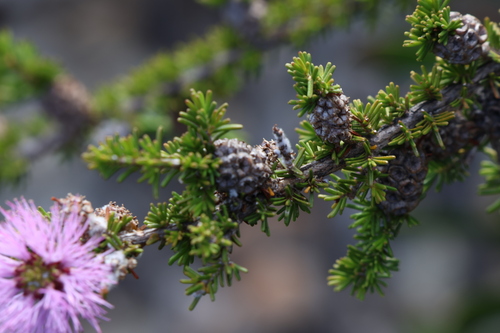 Image of Melaleuca jonesii by (c) Greg Tasney, some rights reserved (CC BY-SA)
