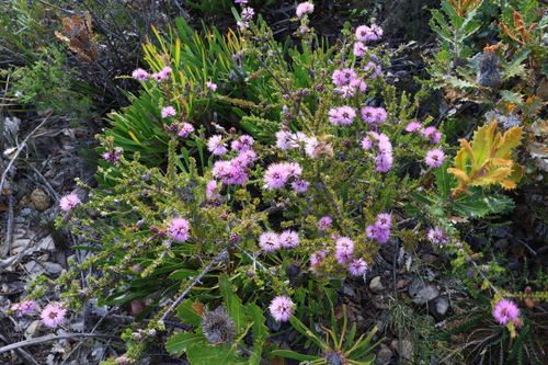 Image of Melaleuca jonesii by (c) Greg Tasney, some rights reserved (CC BY-SA)