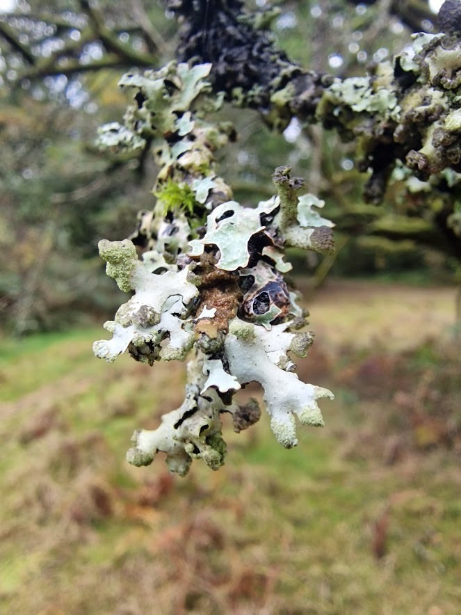 Powdered Loop Lichen from Ebernoe Common Nature Reserve, Sussex ...