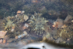 Anthopleura dixoniana