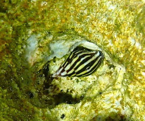 Strigatella paupercula observed 2023-10-27