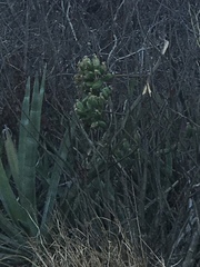 Agave vivipara