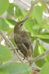 Acrocephalus atyphus