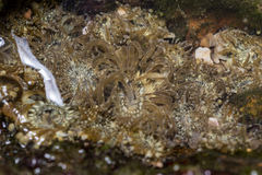 Anthopleura dixoniana